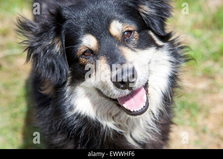 Cane attento Foto Stock