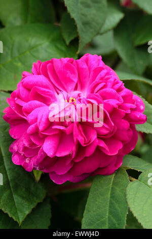 Fiore doppio del molto fragrante Portland damasco rosa, rosa 'De Resht' Foto Stock