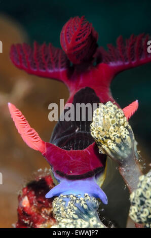 Sea slug o nudibranch, il ciambellano's Nembrotha, Nembrotha chamberlaini, Anilao, Batangas, Filippine, Pacific Foto Stock