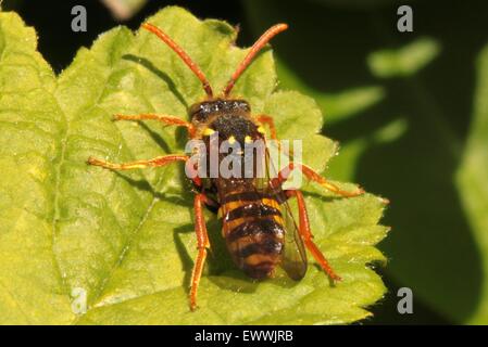 Gooden è il Nomad Bee (Nomada goodeniana) Foto Stock