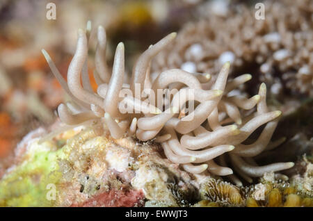 Sea slug o nudibranch, Phyllodesmium briareum, Anilao, Batangas, Filippine, Pacific Foto Stock