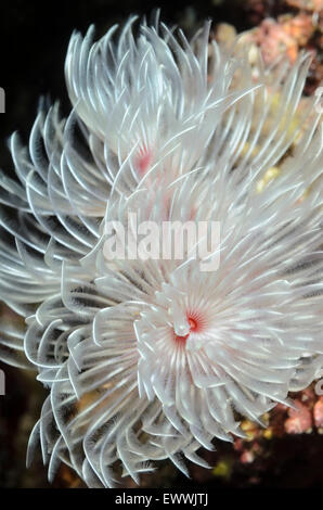 Tubo magnifico worm, Protula magnifica, Anilao, Batangas, Filippine, Pacific Foto Stock