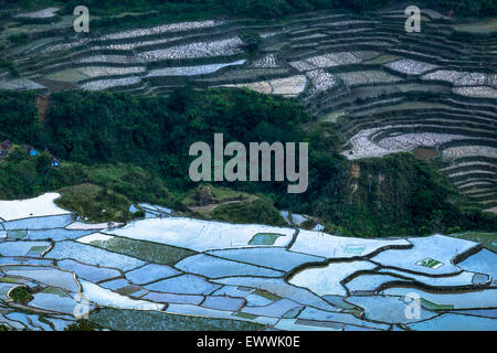 Incredibile texture astratta di terrazze di riso di campi con sky colorato riflesso nell'acqua. Ifugao provincia. Banaue, Filippine UNE Foto Stock