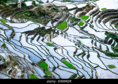 Incredibile texture astratta di terrazze di riso di campi con sky colorato riflesso nell'acqua. Ifugao provincia. Banaue, Filippine UNE Foto Stock