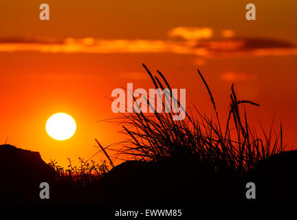 Cannucce silhoutted contro il sole di setting Foto Stock