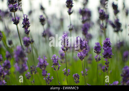 Lavanda (Lavandula) fiori. Profondità di campo con il cielo in background. Foto Stock