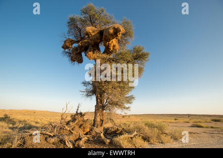 Khalagadi Parco transfrontaliero, Sud Africa - Massive Weaver uccelli nidificano il sorpasso di faretra albero in Africa Foto Stock