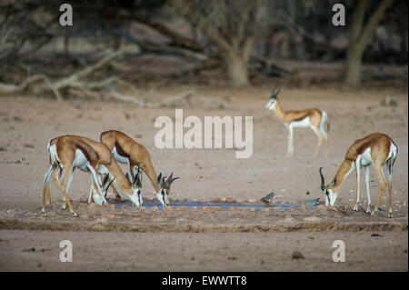 La Namibia, Africa - Wild springbok acqua potabile in corrispondenza di un foro di irrigazione come un pacco Foto Stock