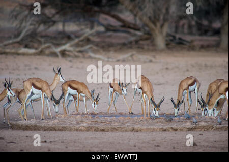 La Namibia, Africa - Wild springbok acqua potabile in corrispondenza di un foro di irrigazione come un pacco Foto Stock