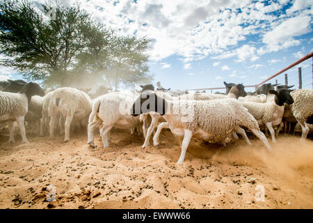 Koes, Namibia, Africa - pecora Dorper essendo herded in corral su africana ranch di pecora Foto Stock