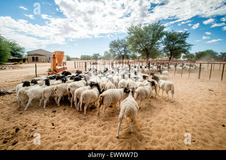 Koes, Namibia, Africa - pecora Dorper essendo herded in corral su africana ranch di pecora Foto Stock