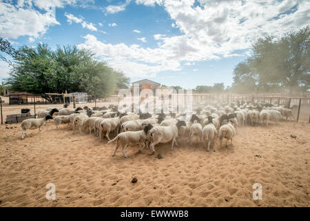 Koes, Namibia, Africa - pecora Dorper essendo herded in corral su africana ranch di pecora Foto Stock