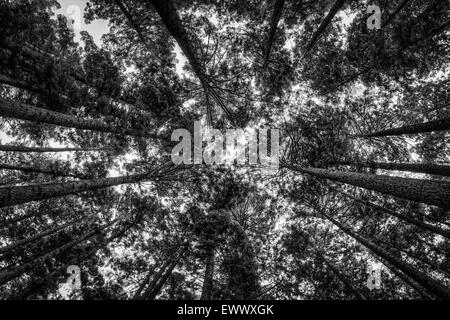 Guardando verso l'alto in una foresta di Redwood. Immagine in bianco e nero. Foto Stock