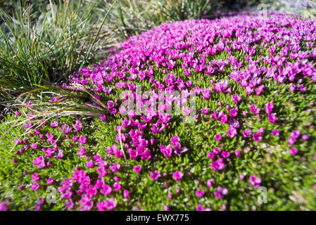 Macro shot di alpine piccoli fiori viola (Silene acaulis) naturale sul tappeto verde ad alta altitudine. Messa a fuoco selettiva sul centro. Foto Stock