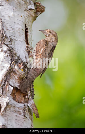 Eurasian spasmodico (Jynx torquilla) al foro di nesting, Riserva della Biosfera dell'Elba centrale, Sassonia-Anhalt, Germania Foto Stock