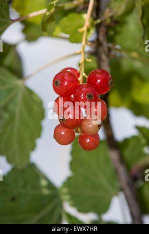 Ribes rosso o rosso ribes (Ribes rubrum), Baden-Württemberg, Germania Foto Stock