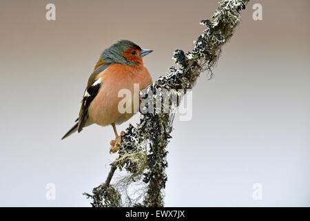 Comune (fringuello Fringilla coelebs), maschio seduta sul ramo, Hedmark, Norvegia Foto Stock