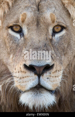 Lion (Panthera leo), Mountain Zebra National Park, Capo orientale, Sud Africa Foto Stock