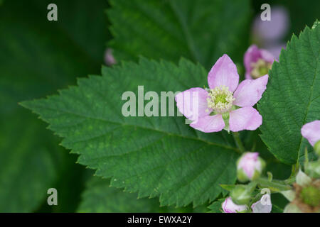 Rubus fruticosus. Blackberry spinate " Chester' fiori in giugno Foto Stock