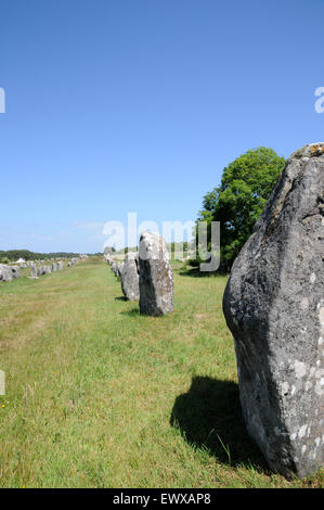 Esempi di menhir che formano parte del famoso in tutto il mondo gli allineamenti di Carnac. Queste pietre si estendono per oltre 4kmBreton pietre permanente Foto Stock