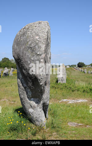 Esempi di menhir che formano parte del famoso in tutto il mondo gli allineamenti di Carnac. Queste pietre si estendono per oltre 4kmBreton pietre permanente Foto Stock