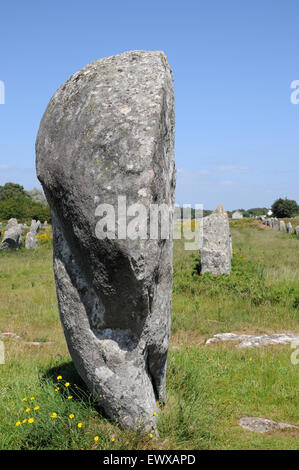 Esempi di menhir che formano parte del famoso in tutto il mondo gli allineamenti di Carnac. Queste pietre si estendono per oltre 4kmBreton pietre permanente Foto Stock