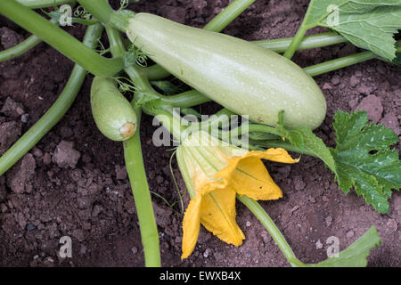 Parte della pianta di zucchine in un orto Foto Stock