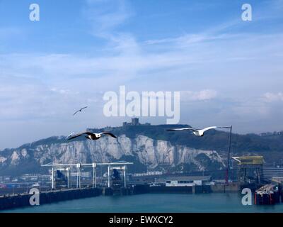 Gabbiani battenti di fronte le bianche scogliere di Dover Foto Stock