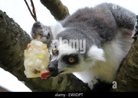 Un anello tailed lemur raffredda con un riempito di frutta per lecca-lecca di ghiaccio a Cotswold Wildlife Park in calde giornate di luglio per nove anni Foto Stock