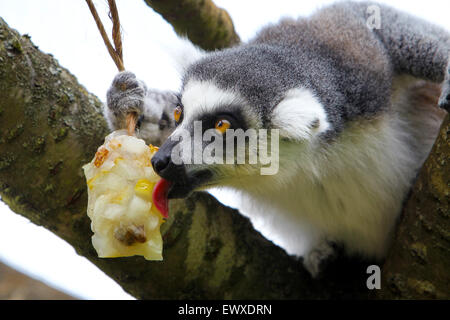 Un anello tailed lemur raffredda con un riempito di frutta per lecca-lecca di ghiaccio a Cotswold Wildlife Park in calde giornate di luglio per nove anni Foto Stock