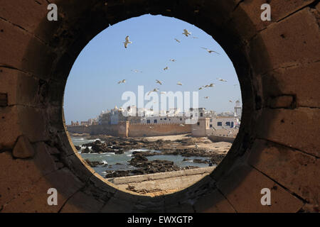 Vista da Skala de la Ville di gabbiani sorvolano Essaouira sulla ventosa costa atlantica, in Marocco, Africa del Nord Foto Stock