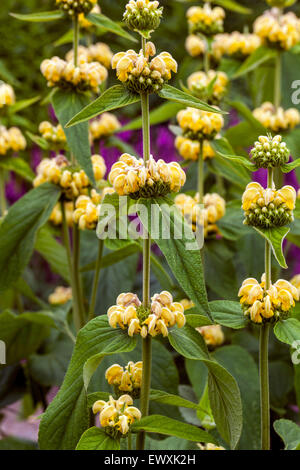 Phlomis russeliana Gerusalemme Sage fiori in primo piano estate fiore letto Foto Stock