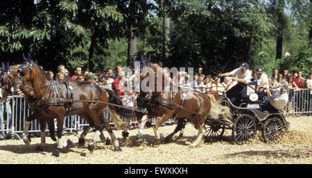 DEU, Germania, Aachen, Chio Aachen, cross-country gara con quattro-cavallo-allenatori della Aachen forrest. DEU, Deutschland, Aachen, Foto Stock