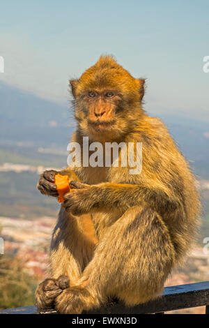 Macachi (Macaca sylvanus) Upper Rock di Gibilterra Foto Stock