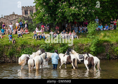 I cavalli di lavaggio nel fiume durante Appleby Horse Fair Foto Stock