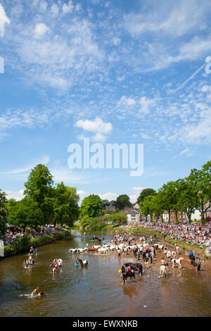 I cavalli di lavaggio nel fiume durante Appleby Horse Fair Foto Stock