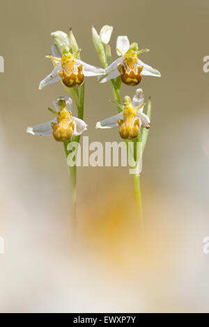 Bee orchidee,Ophrys apifera variante chlorantha fioritura sulla South Downs National Park,Gran Bretagna Foto Stock