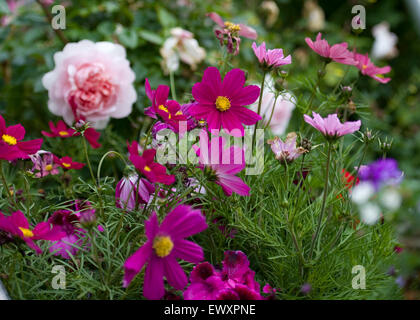 Garden cottage fiori di confine Foto Stock