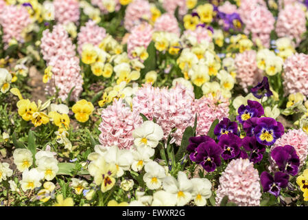 Giacinto comune giardino di fiori in primavera Foto Stock