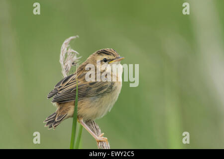 Sedge trillo (Acrocephalus schoenobaenus). I giovani di pulcino, appena fuori del nido, ancora dipendente da genitori per il cibo. Foto Stock