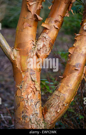 Acer griseum - Carta di acero di corteccia Foto Stock