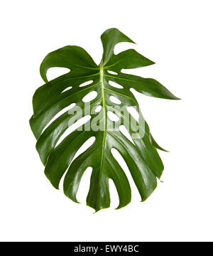 Grande lucido verde foglia di monstera impianto isolato su sfondo bianco Foto Stock