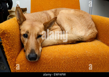 Cane bruno giacenti nelle sedie di colore arancione Foto Stock