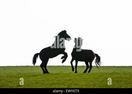 Cavalli/ pony giocare/ combattimenti nel campo vicino AberMawr bay/sulla spiaggia di Pembrokeshire Coast Path, South West Wales. Marzo. I COA Foto Stock