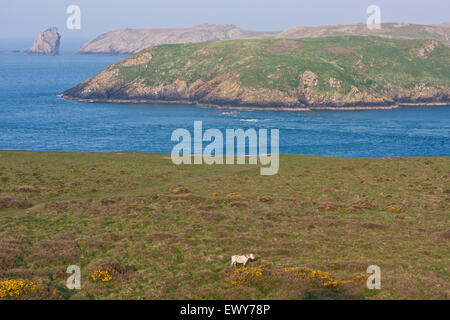 Pony cavallo / vicino a bordo scogliera. Foto scattata vicino a Martin's Haven da Pembrokeshire Coast Path, South West Wales. Aprile. La costa Foto Stock