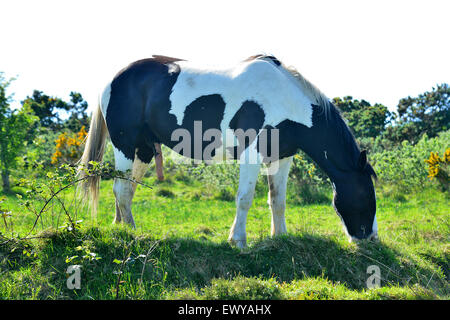 Avvistato stallone sella Foto Stock