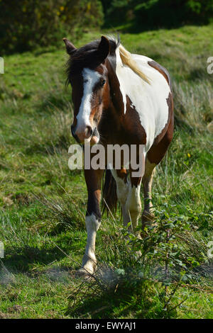 Avvistato stallone sella di cavallo con blaze irregolare. Foto Stock