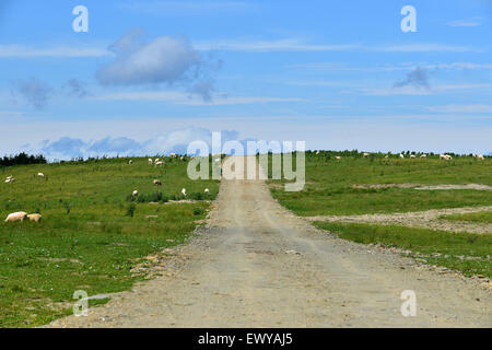 La sporcizia farm road in Burt, County Donegal, Irlanda Foto Stock