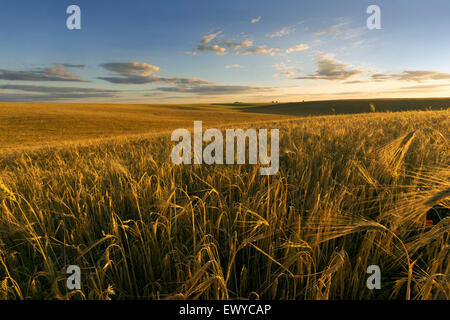 Campo di grano in una serata estiva Foto Stock