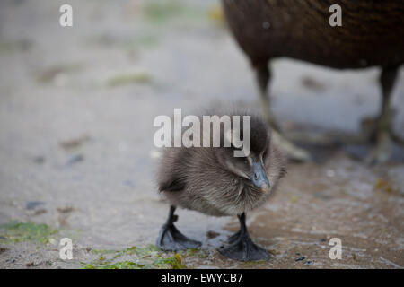 Eider duck pulcino su spiaggia Seahouses Northumberland Inghilterra Gran Bretagna Foto Stock